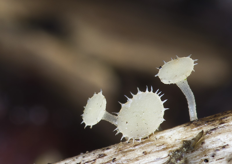 Cyathicula coronata